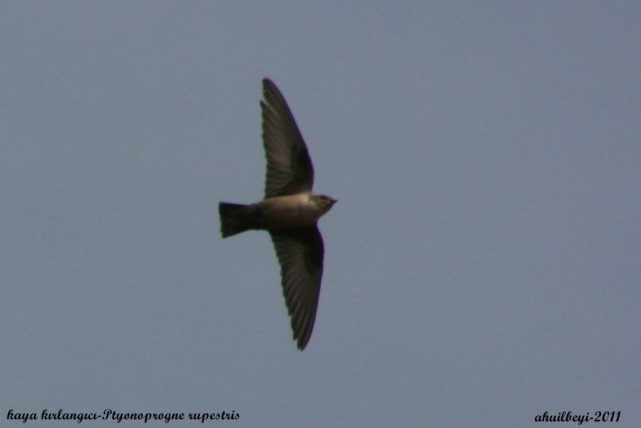 Eurasian Crag Martin