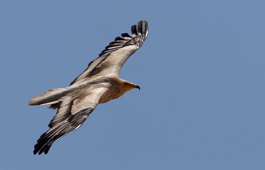 Egyptian Vulture