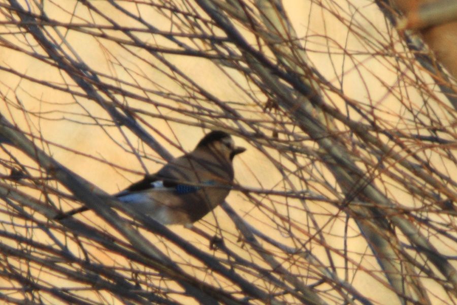 Eurasian Jay