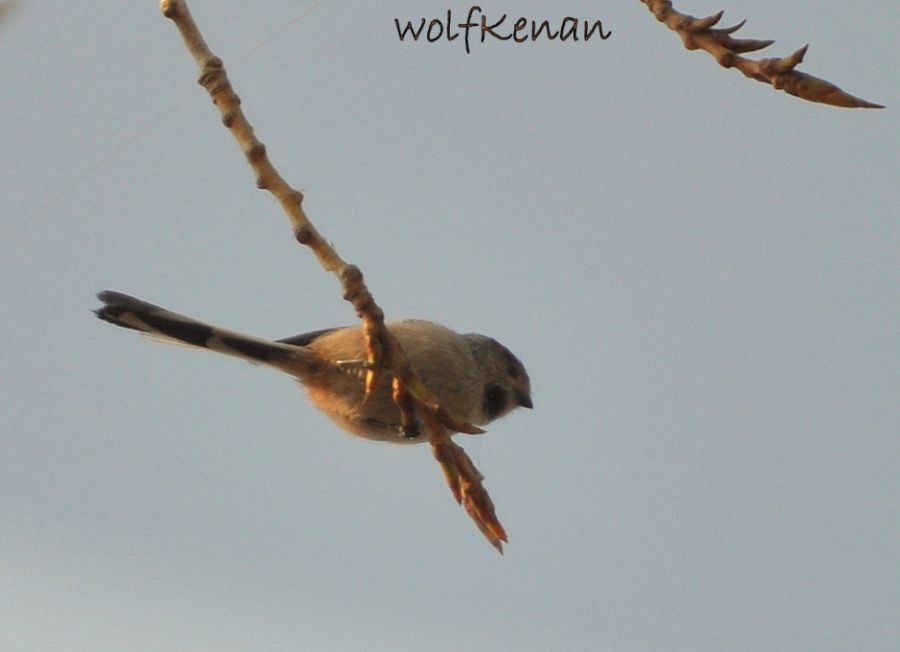 Long-tailed Tit