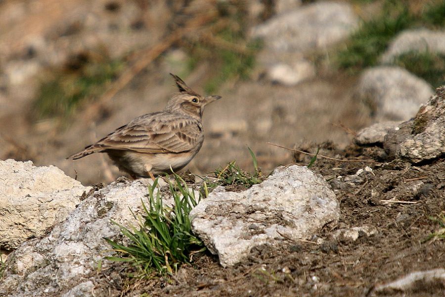 Crested Lark
