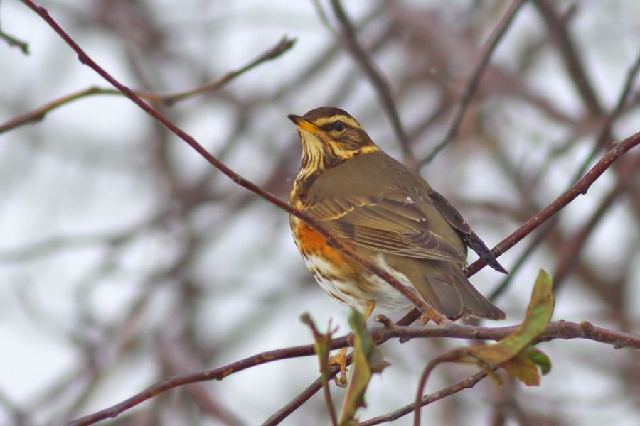 Redwing