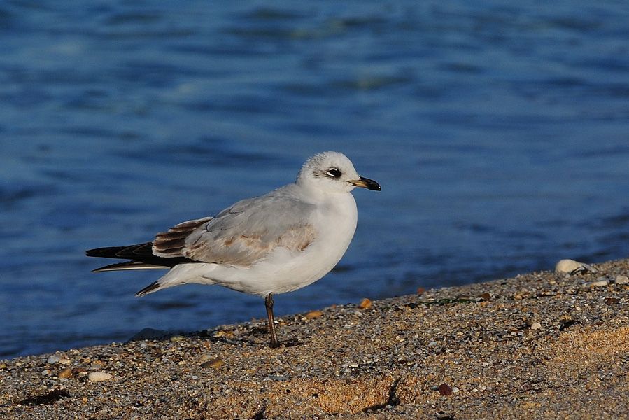 Mediterranean Gull