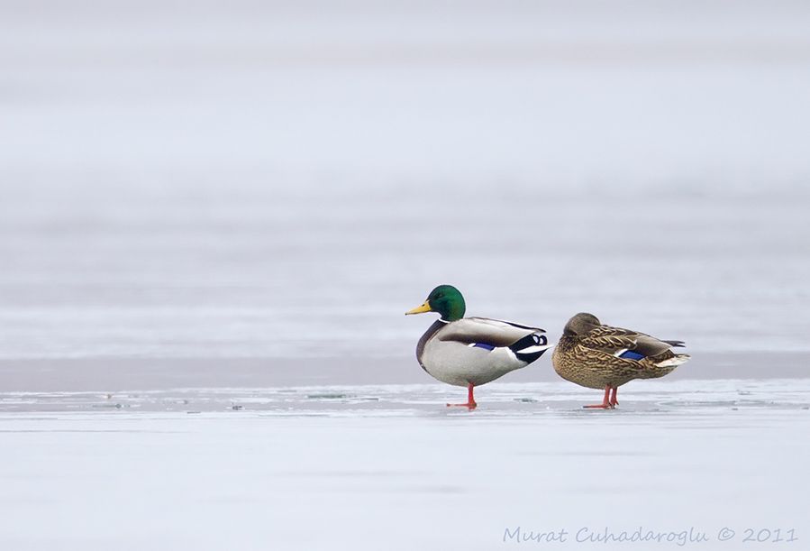 Mallard