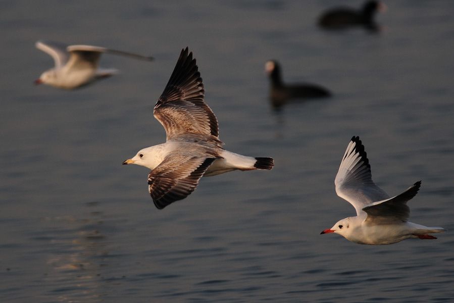 Common Gull