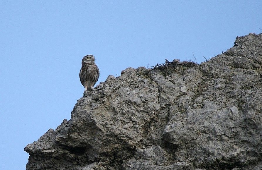 Little Owl