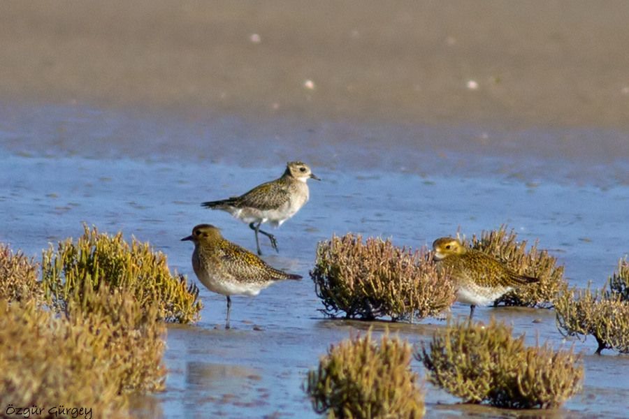 European Golden Plover