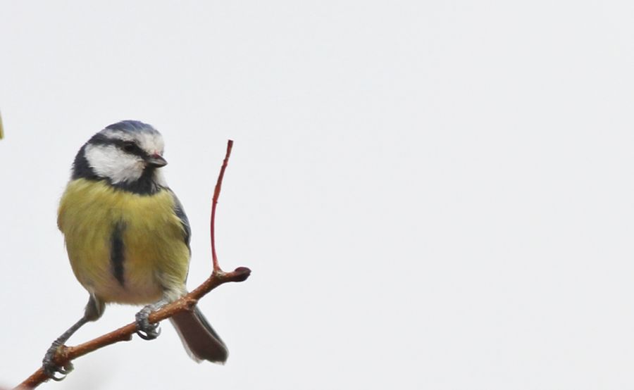 Eurasian Blue Tit