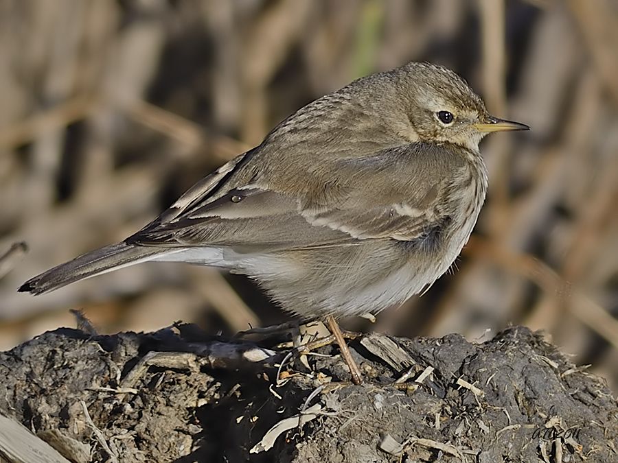 Water Pipit