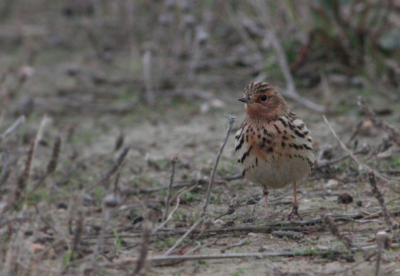 Red-throated Pipit