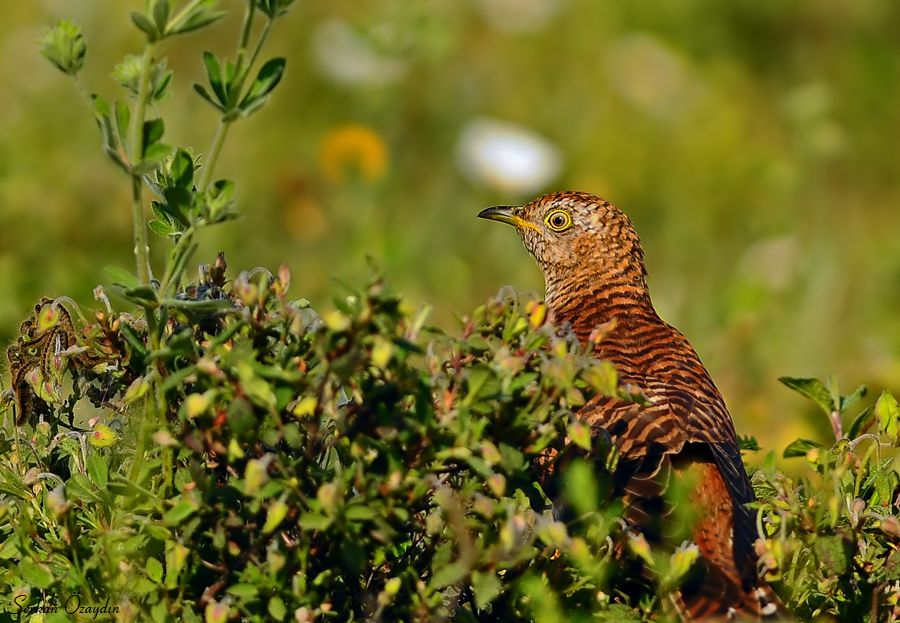 Common Cuckoo