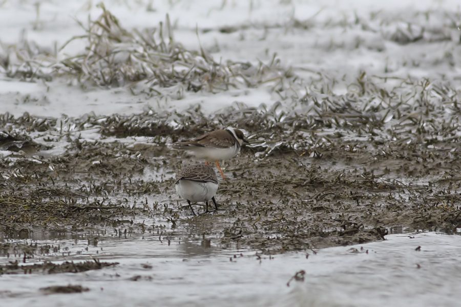 Common Ringed Plover