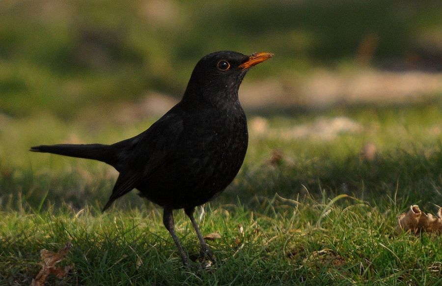 Common Blackbird