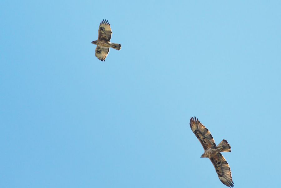 Bonelli`s Eagle