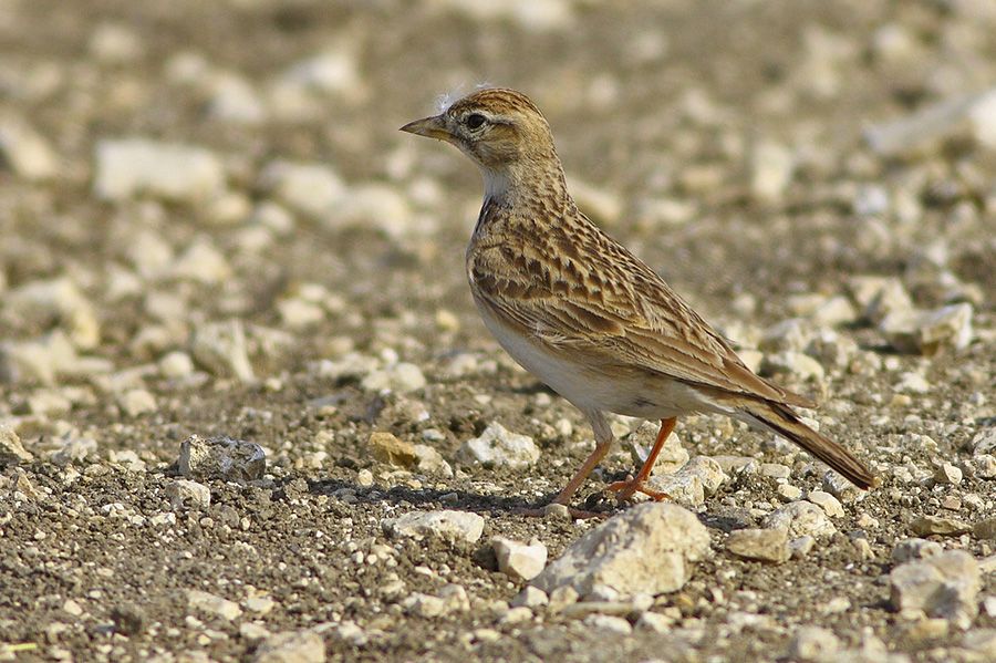 Greater Short-toed Lark