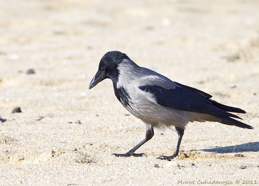Hooded Crow