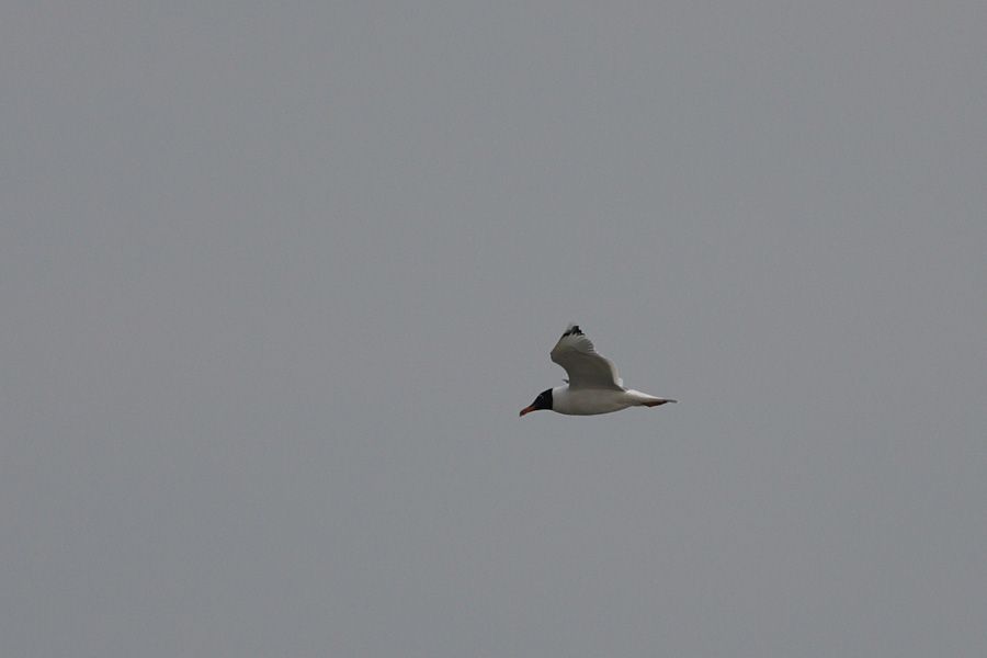 Pallas`s Gull
