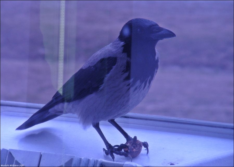 Hooded Crow