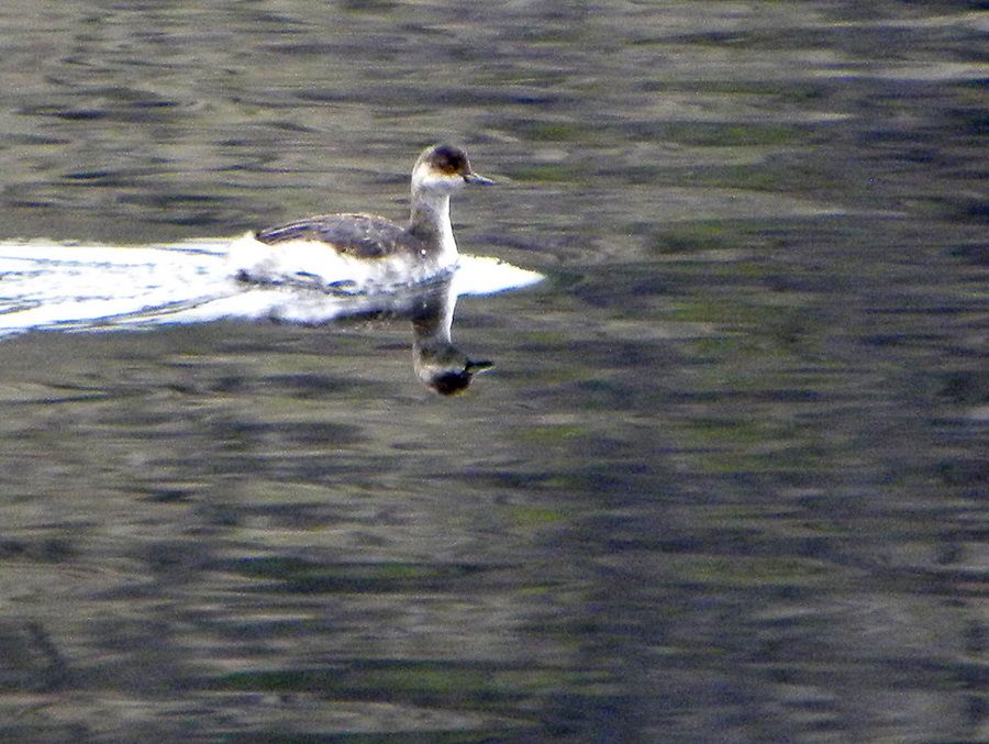 Black-necked Grebe