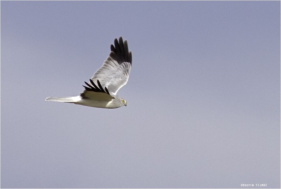 Hen Harrier