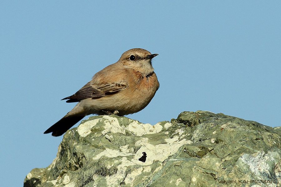 Desert Wheatear