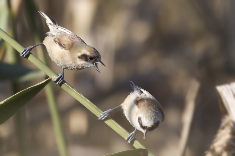 Eurasian Penduline Tit