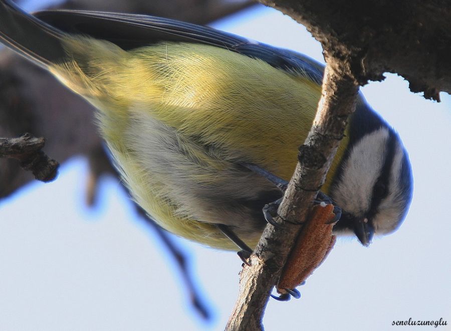 Eurasian Blue Tit
