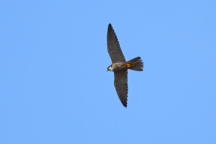 Eurasian Hobby
