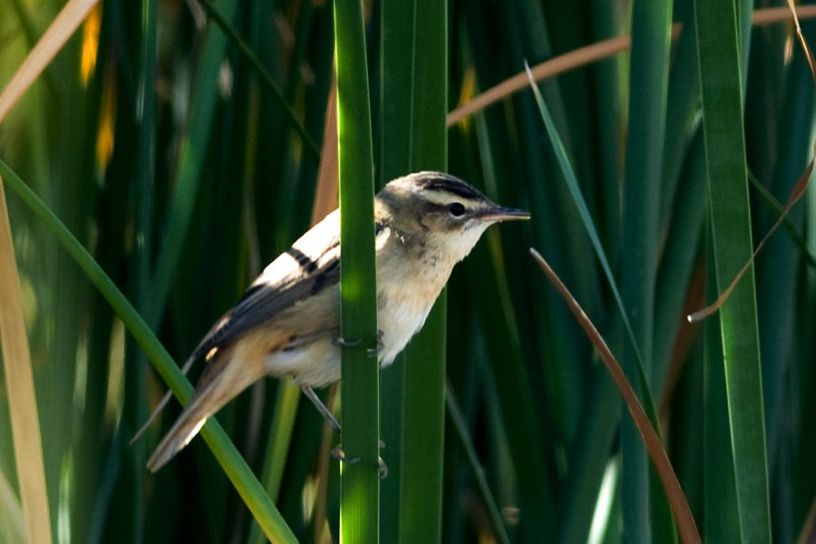 Sedge Warbler