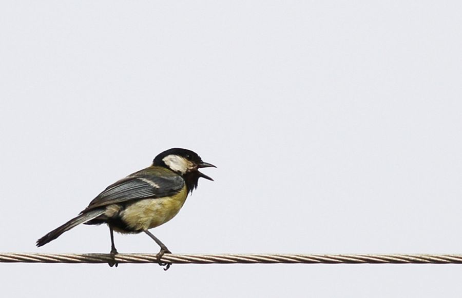 Great Tit
