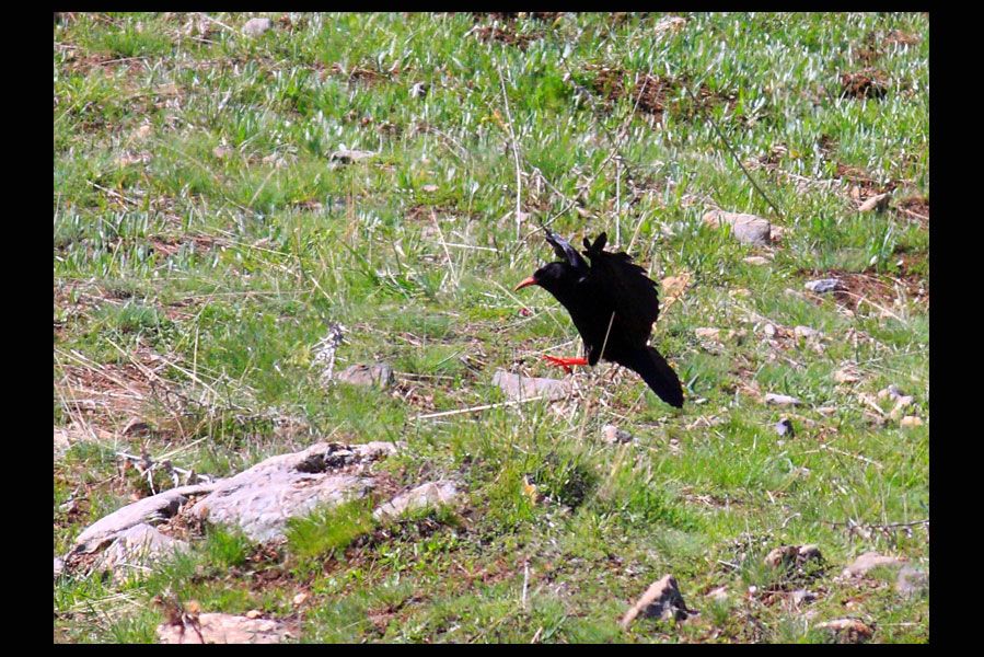 Kırmızıgagalı Dağ Kargası