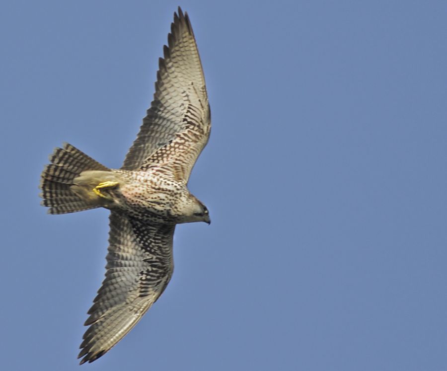 Saker Falcon