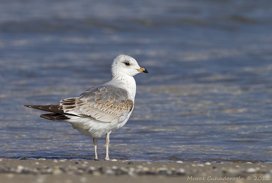 Common Gull