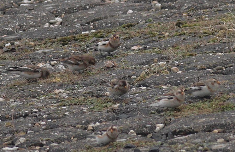 Snow Bunting