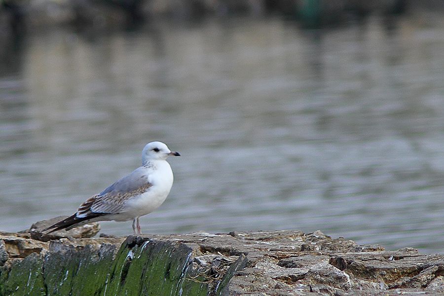 Common Gull
