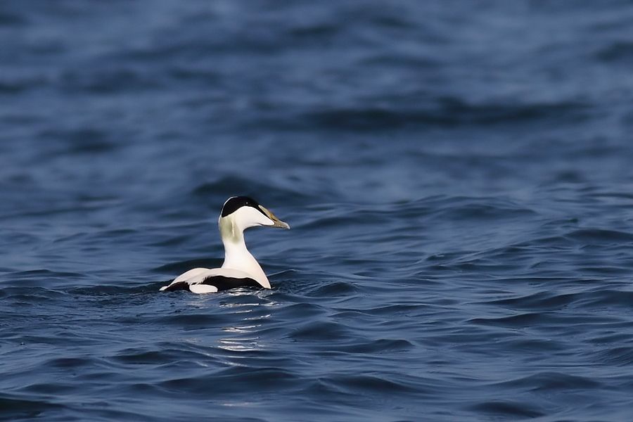 Common Eider