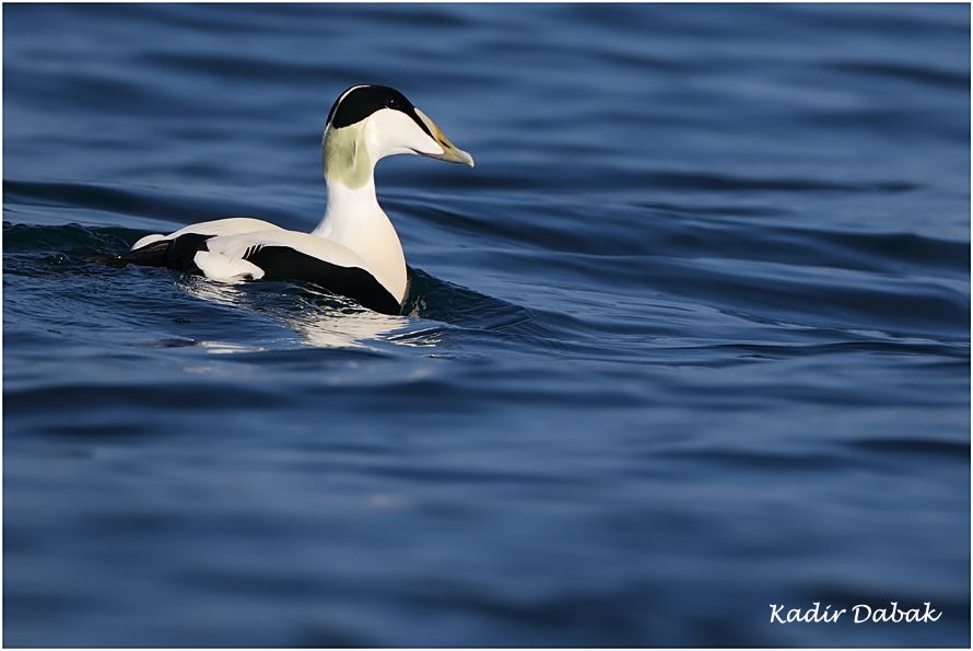 Common Eider