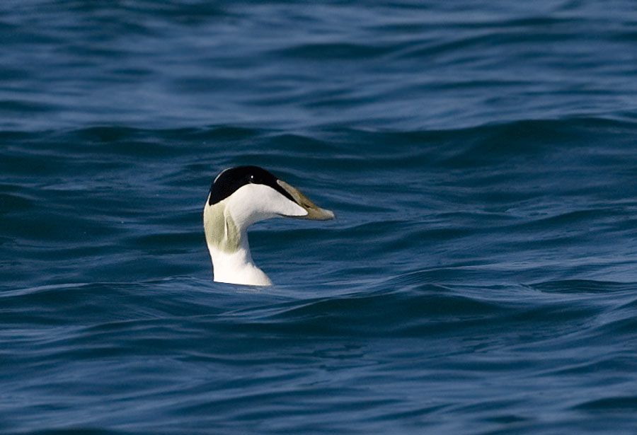 Common Eider