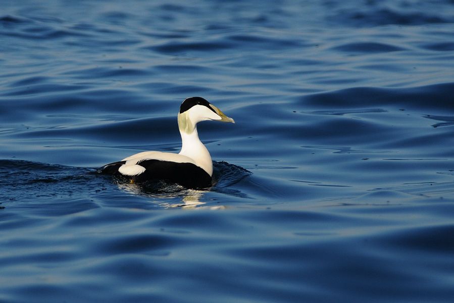 Common Eider
