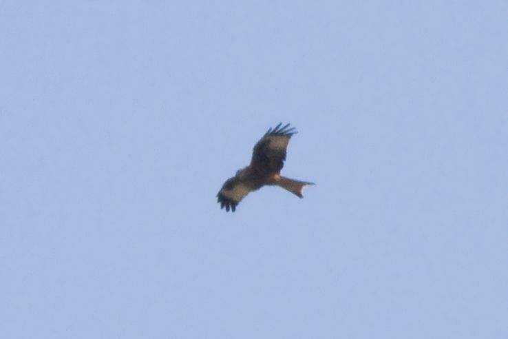 Red Kite