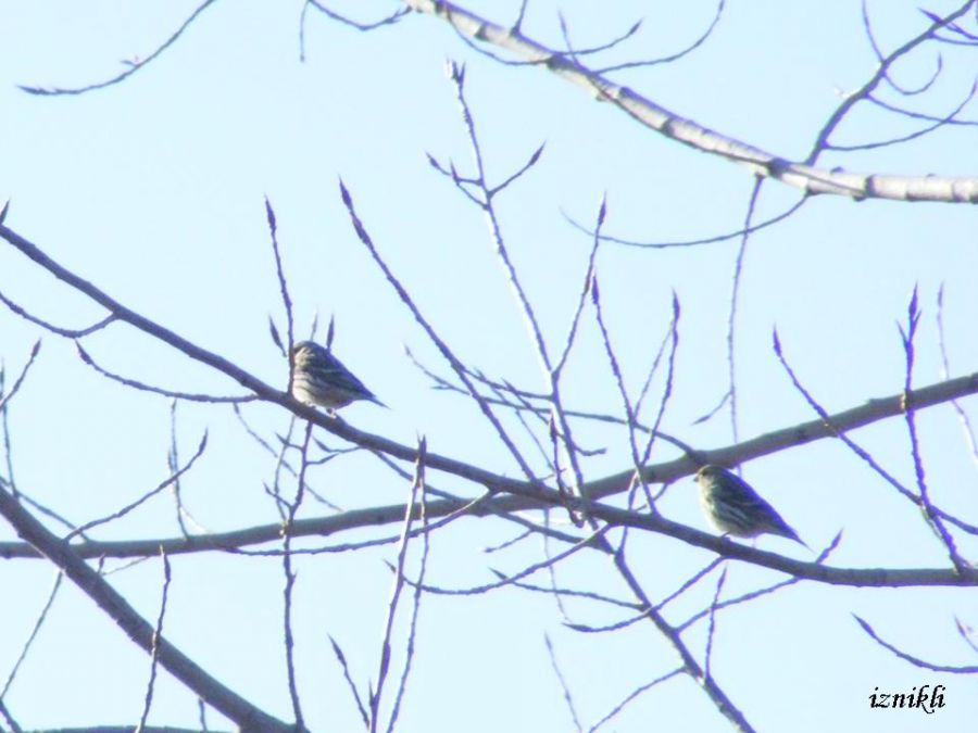 Küçük İskete