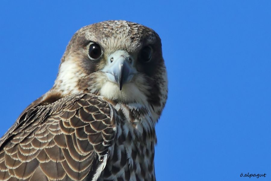 Saker Falcon