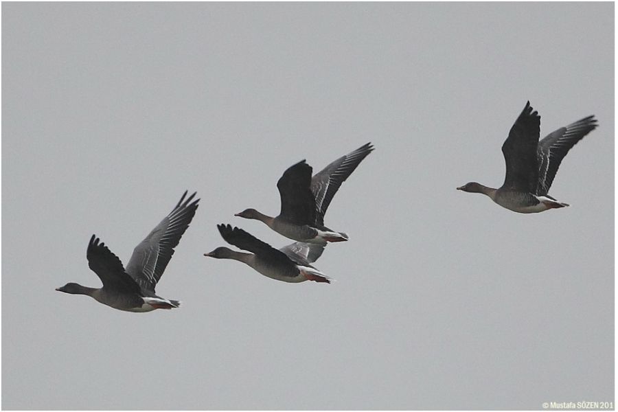 Taiga/Tundra Bean Goose