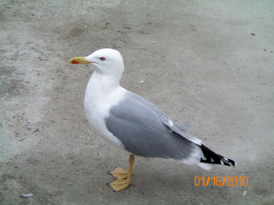 Gümüş Martı