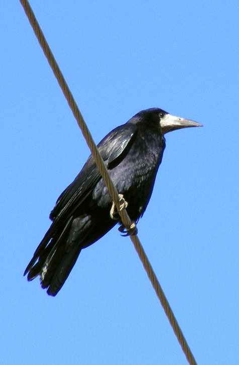 Ekin Kargası