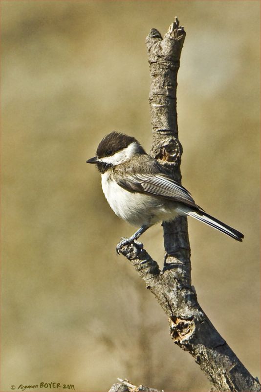 Akyanaklı Baştankara