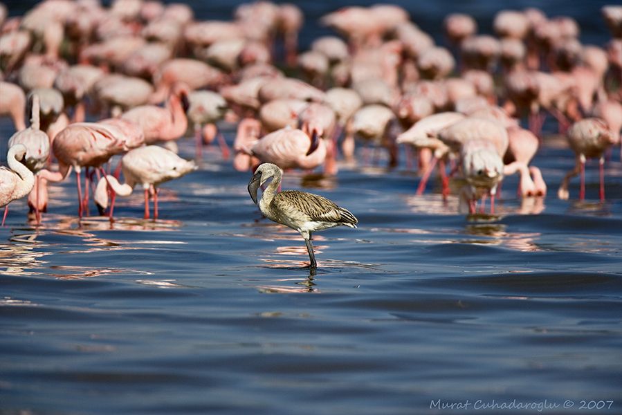 Lesser Flamingo