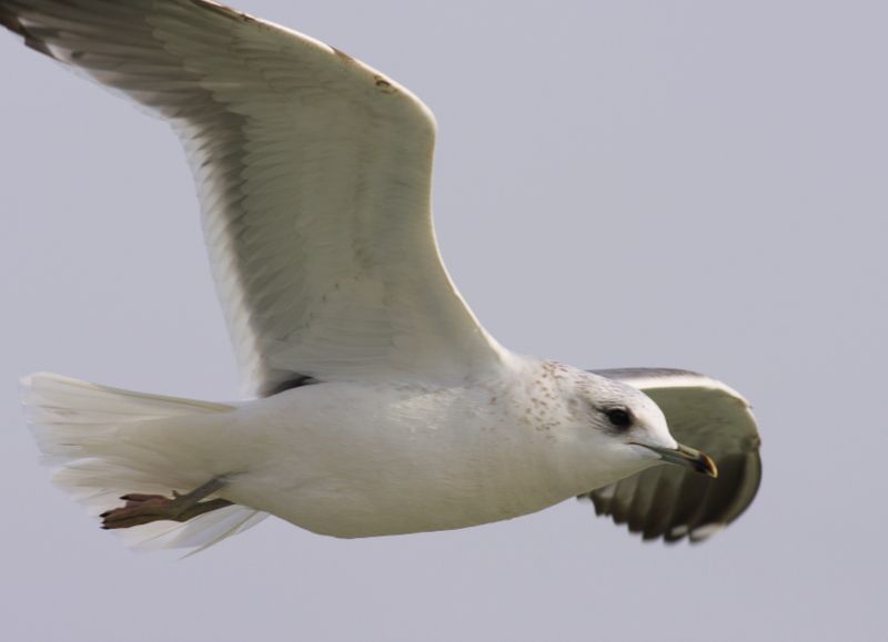 Common Gull