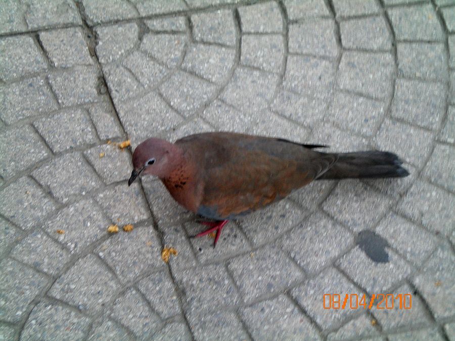 Küçük Kumru
