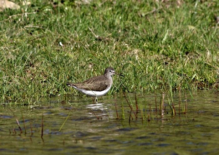 Green Sandpiper